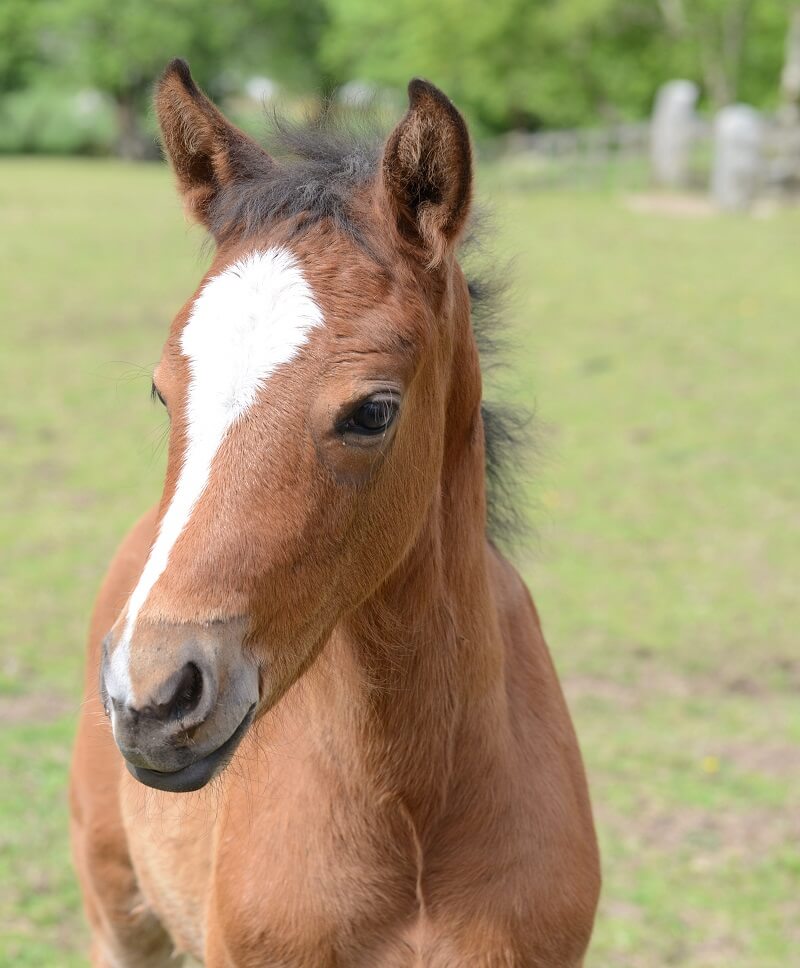 Expat Morgans leading sport stud farm in Europe